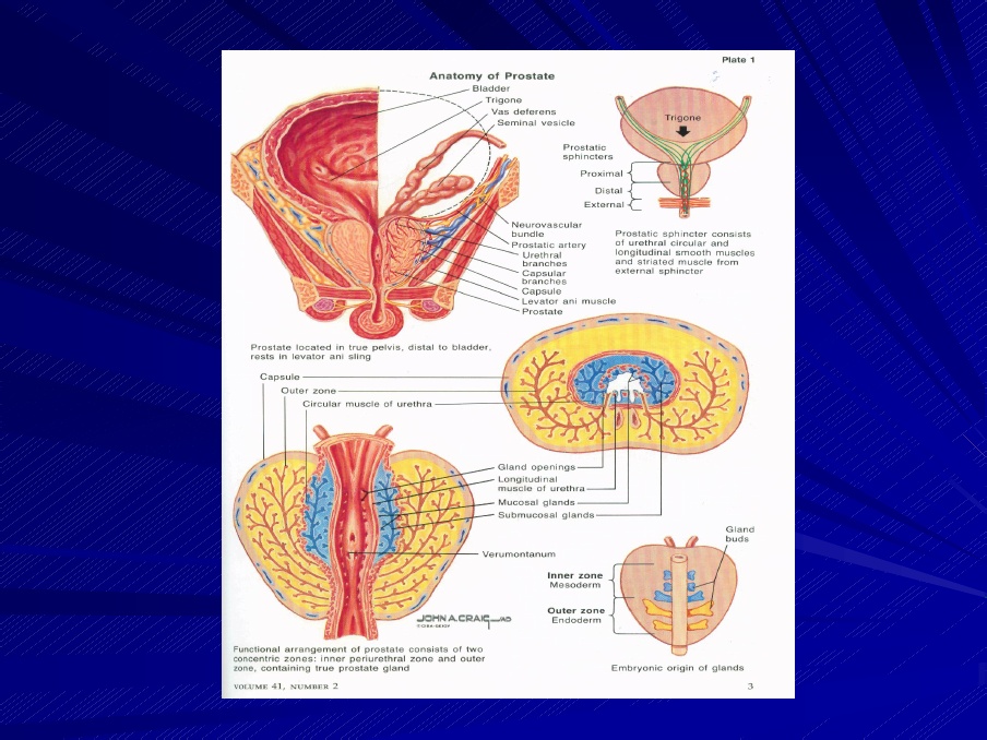 Ghidul de diagnostic, tratament şi urmărire în adenomul de prostată – greenhouseresidence.ro